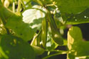 soybeanplant_sm.jpg